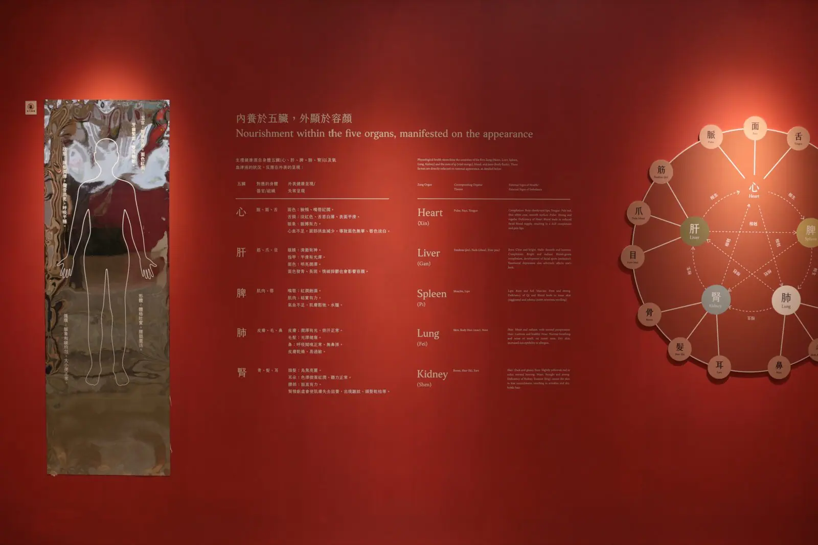 立夫中醫藥博物館中醫藥美容展 展區牆面總覽,五臟對應圖與人形線稿