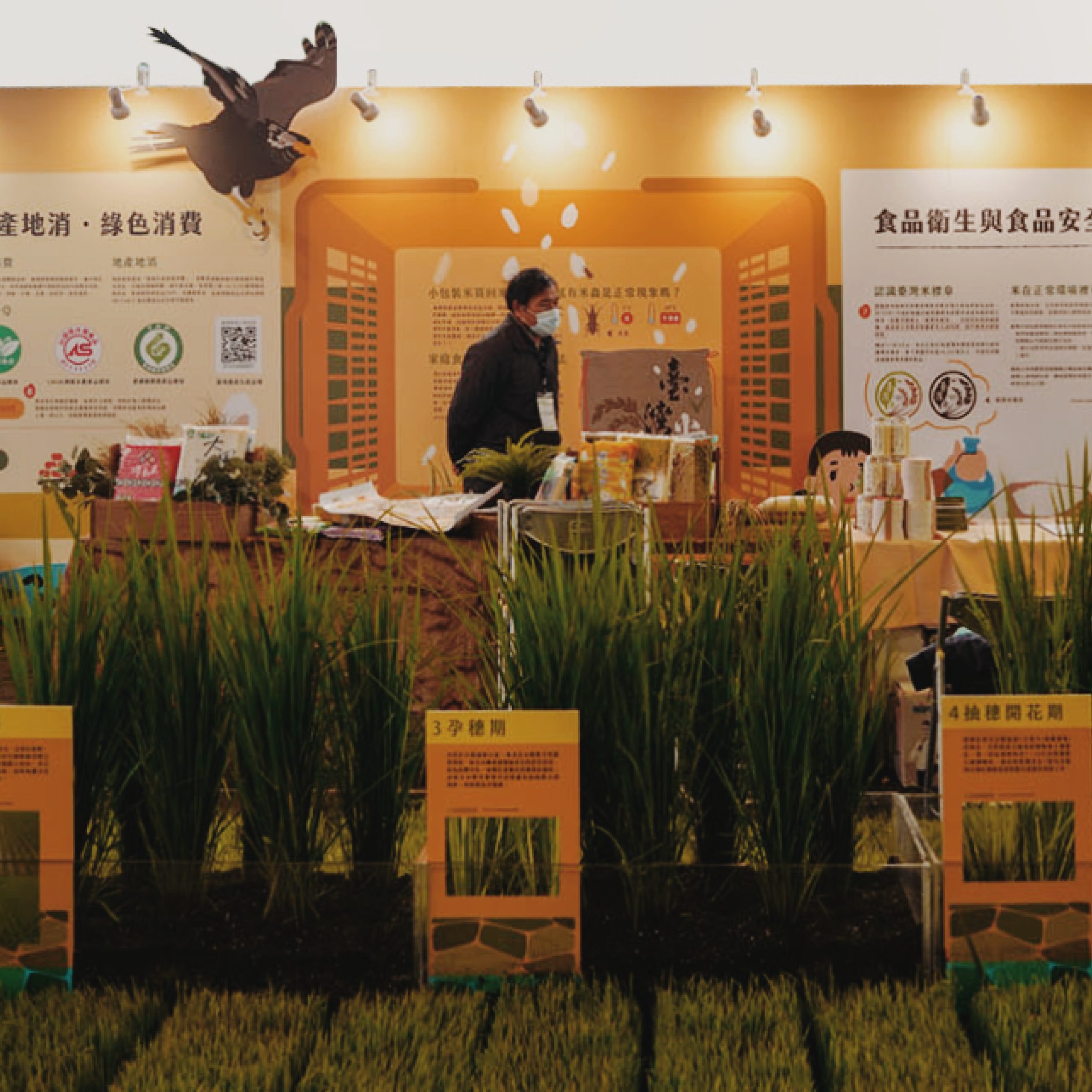 國產米食展覽攤位夜間實景，稻米生長週期體驗區