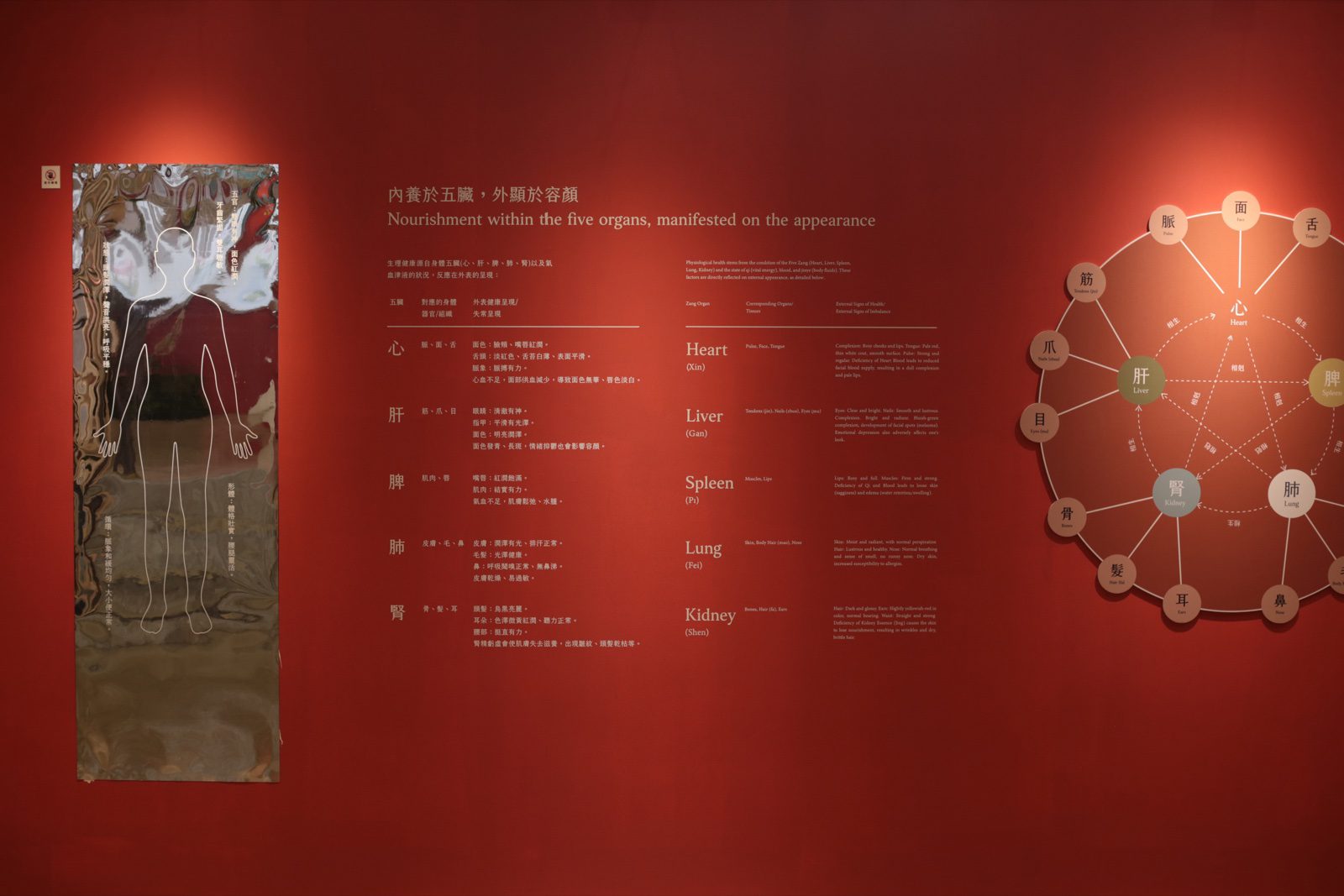 立夫中醫藥博物館中醫藥美容展 展區牆面總覽,五臟對應圖與人形線稿