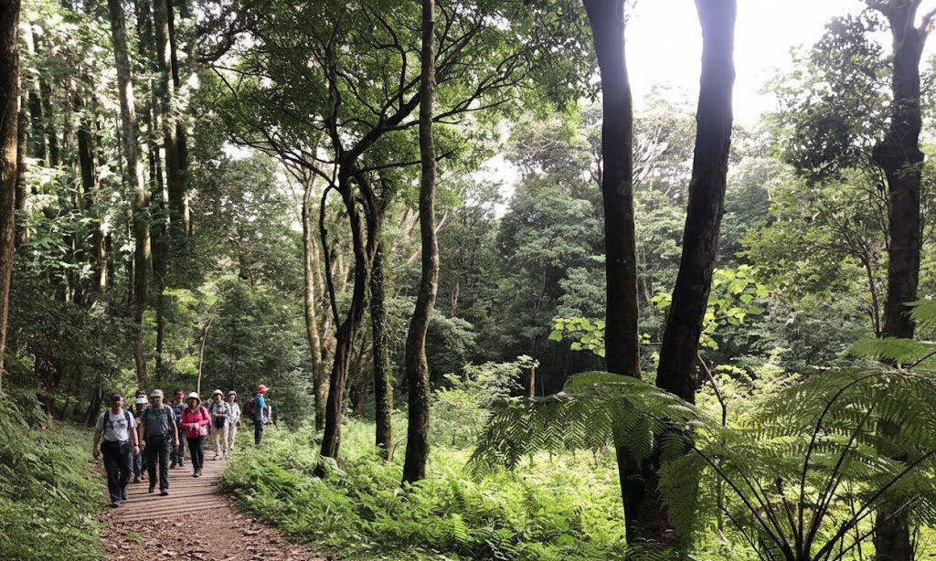 桃園東眼山森林遊樂區懶人包:交通、門票、步道、登頂瞭望台全攻略