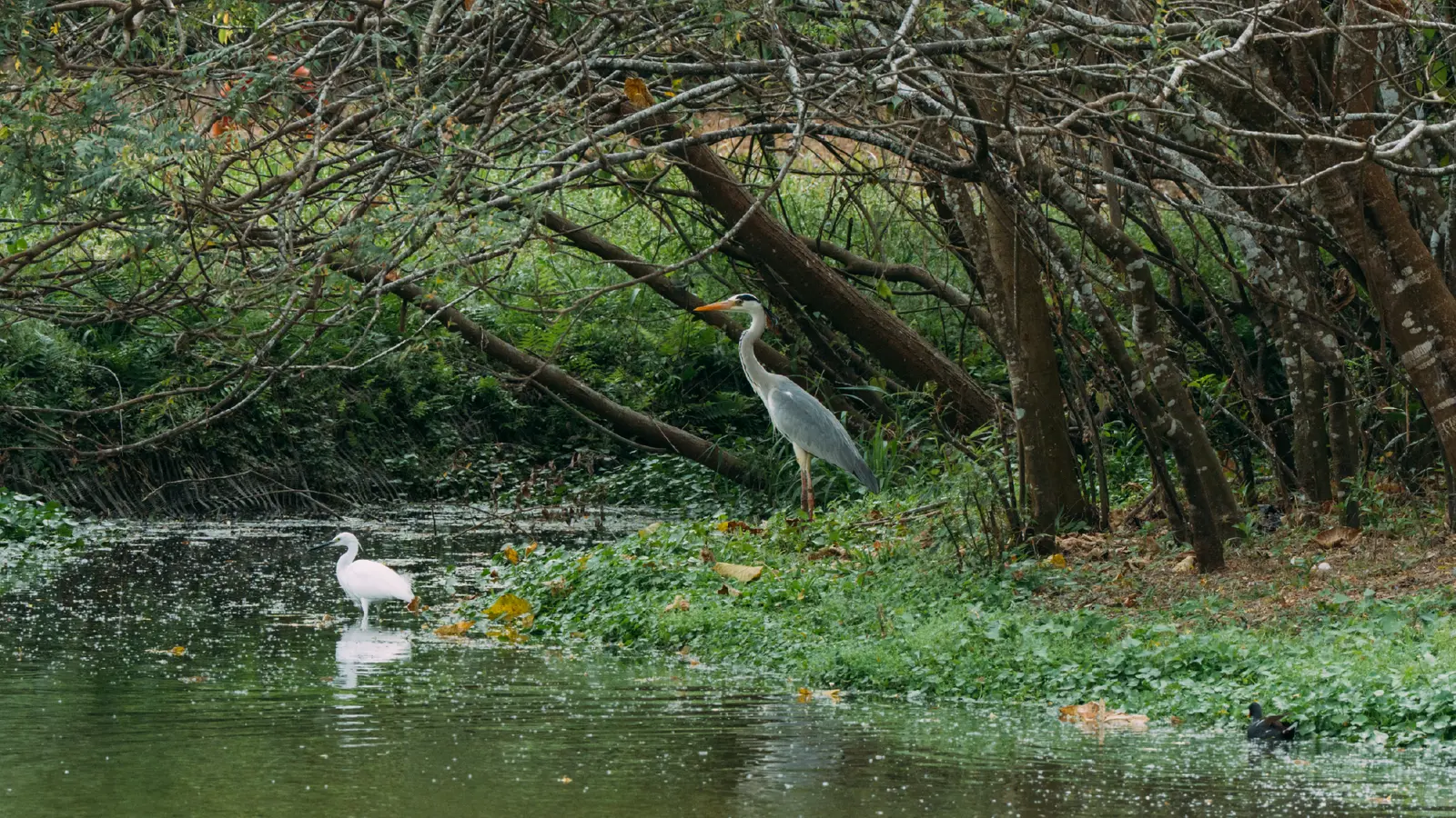 林後四林平地森林園區生態水鳥棲息